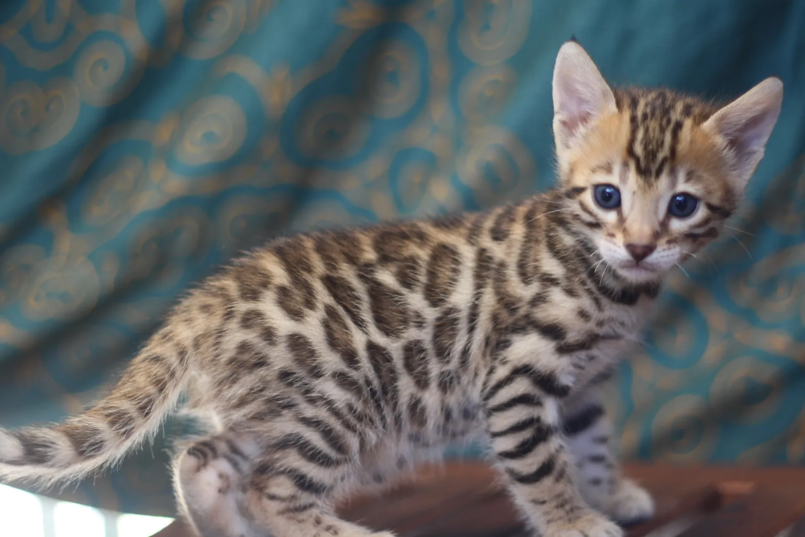 Ugo, chaton Bengal tacheté né chez nous en 2023