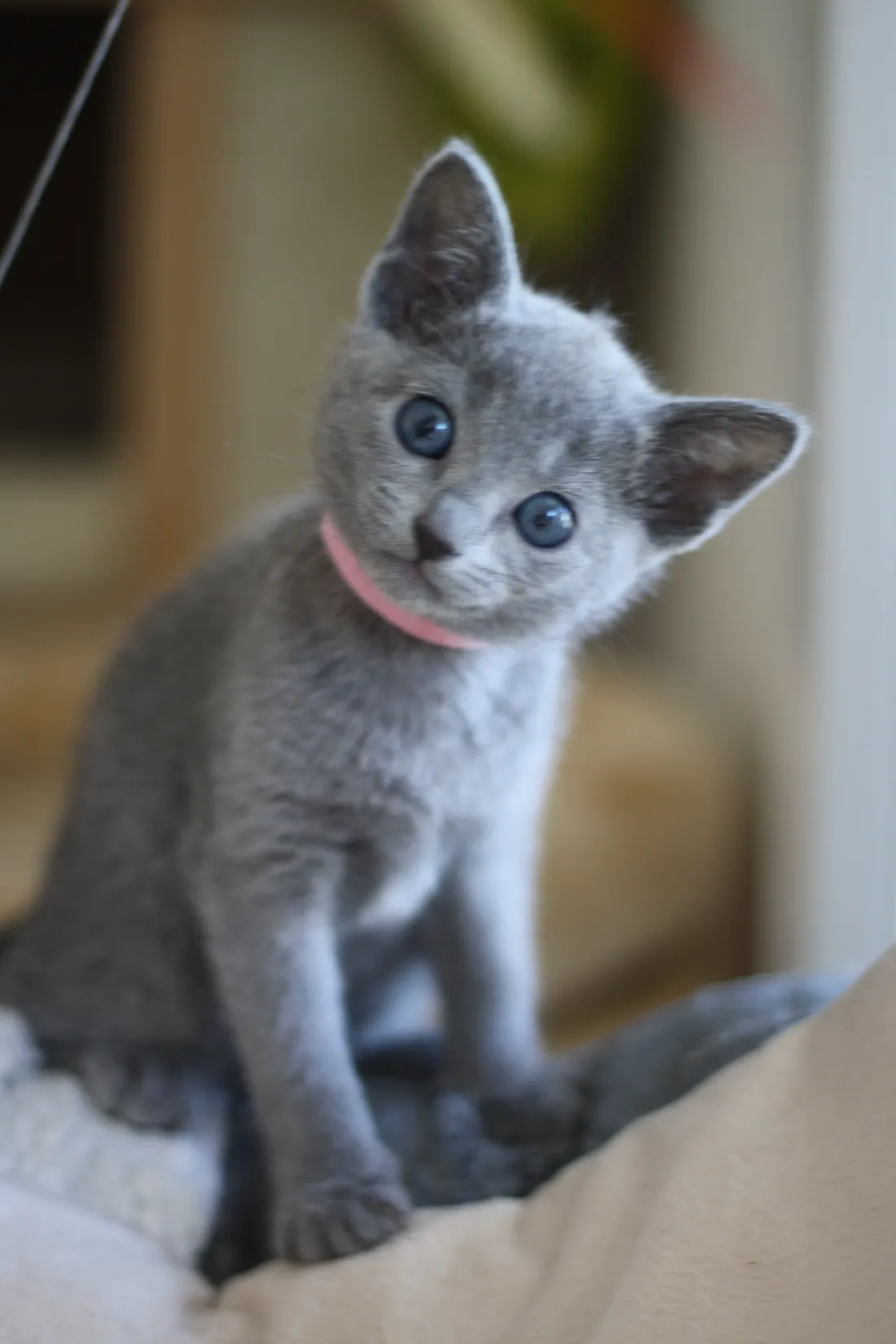 Umy, chatonne Bleu Russe née chez nous en 2023