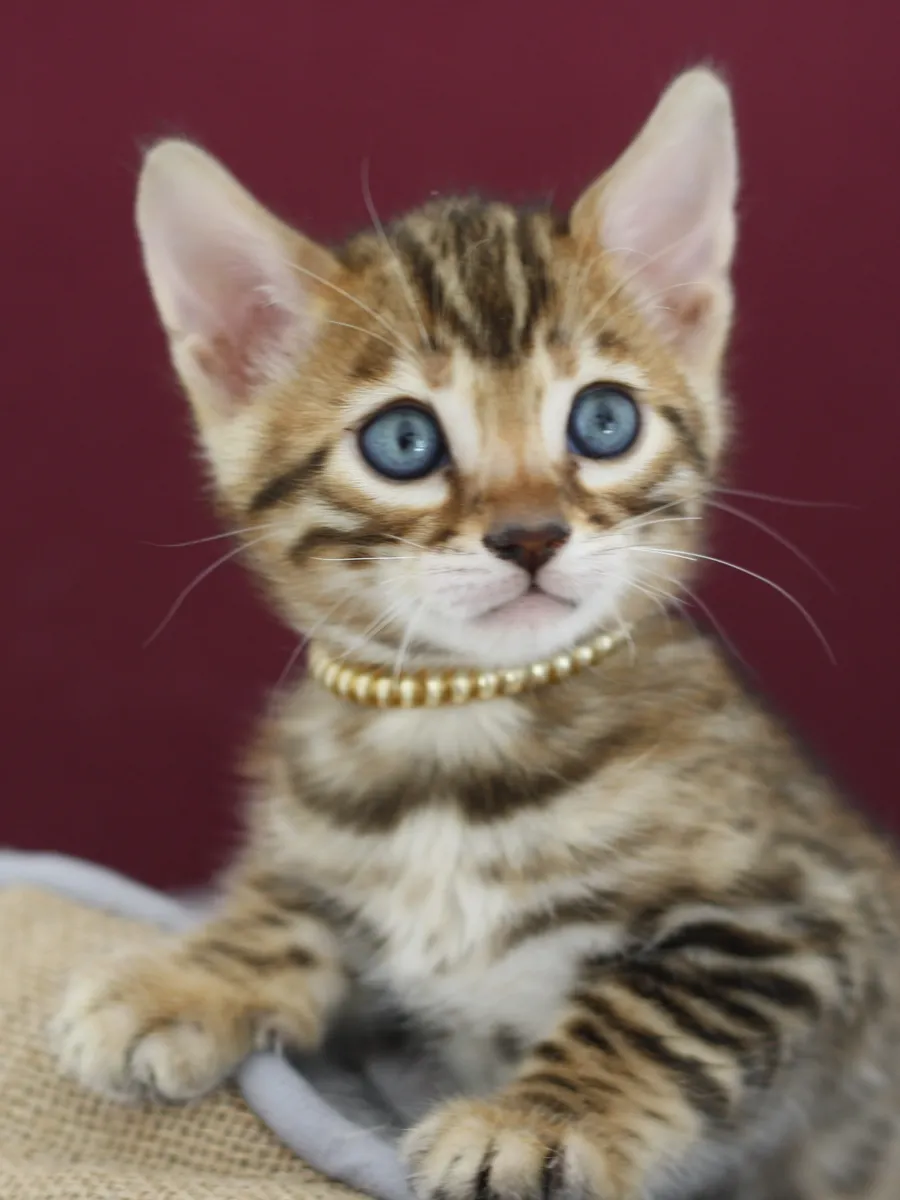 Voltaire, chaton Bengal de notre portée 2024