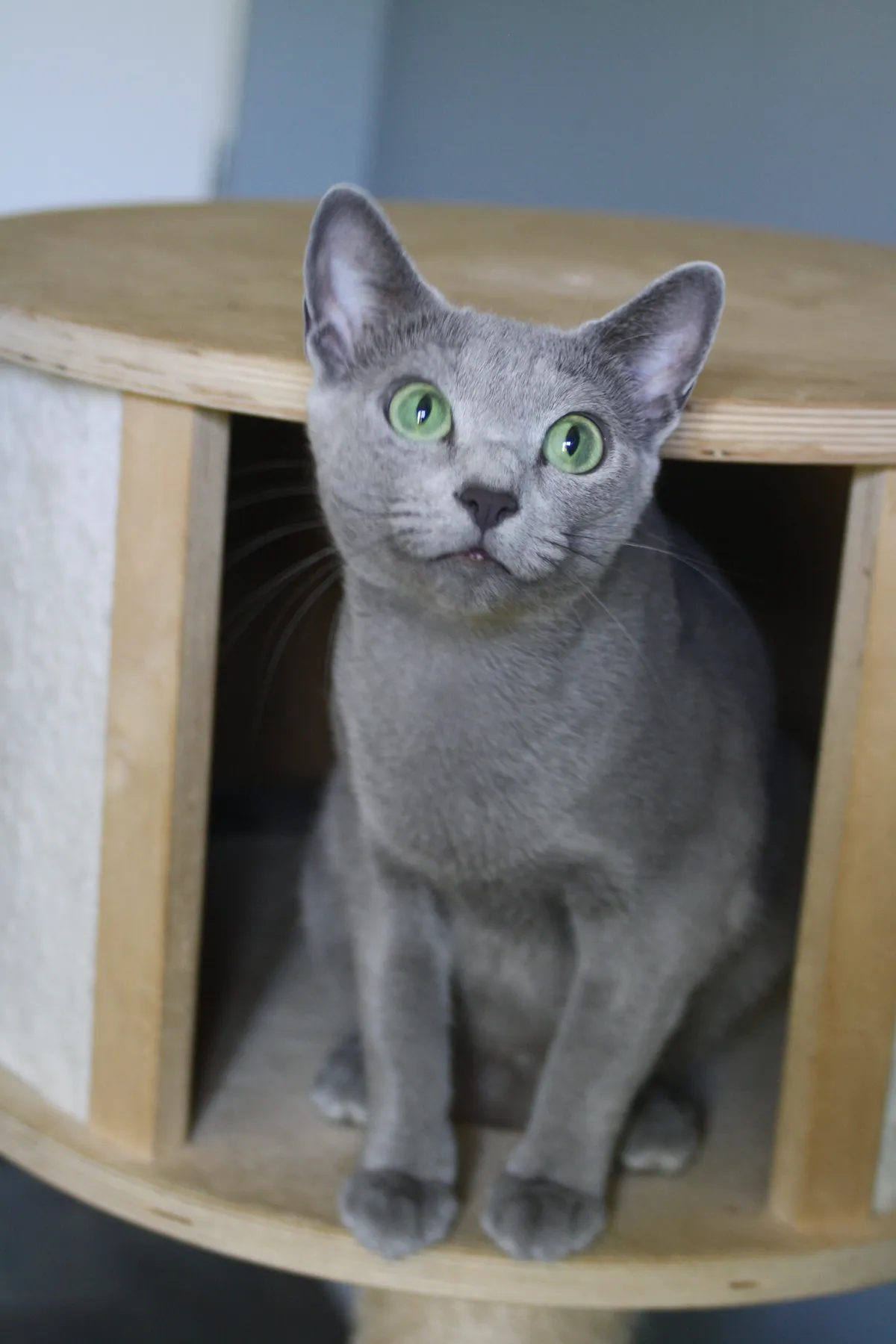 Chat Bleu Russe adulte aux yeux vert émeraude