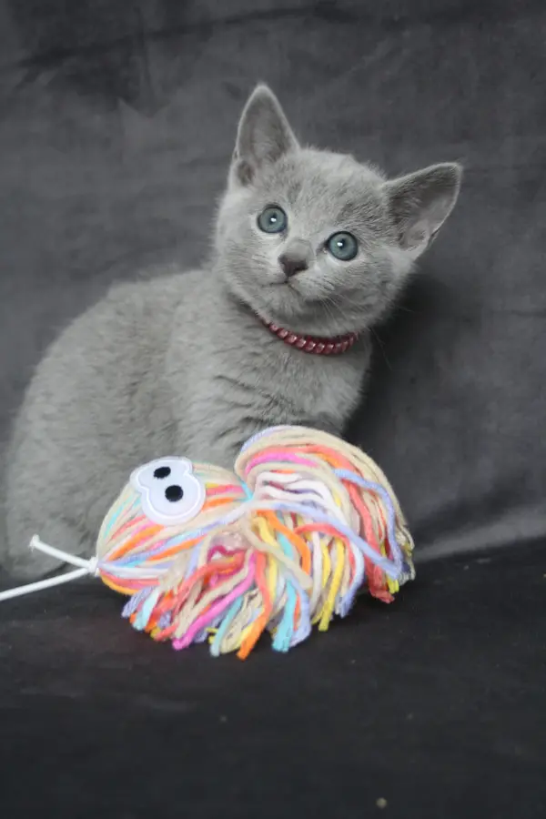 Azuki, chaton Bleu Russe 2025