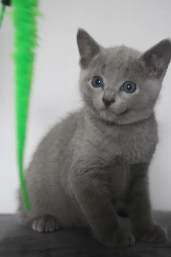 Maza, chaton Bleu Russe 2025