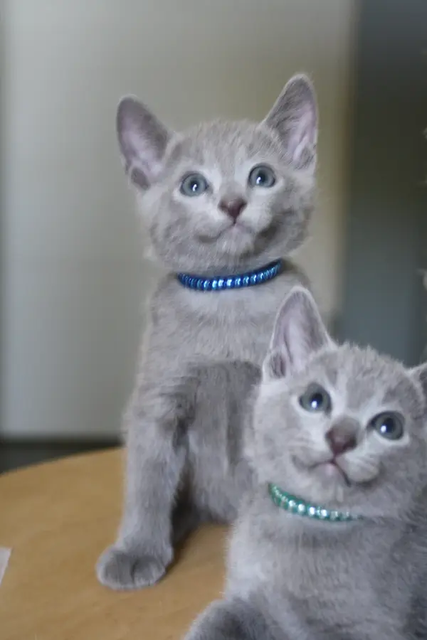 Chaton Bleu Russe Balzac