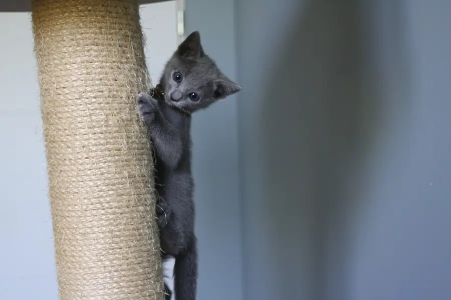Chaton Bleu Russe Bernadette