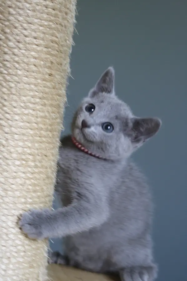 Chaton Bleu Russe Boulette