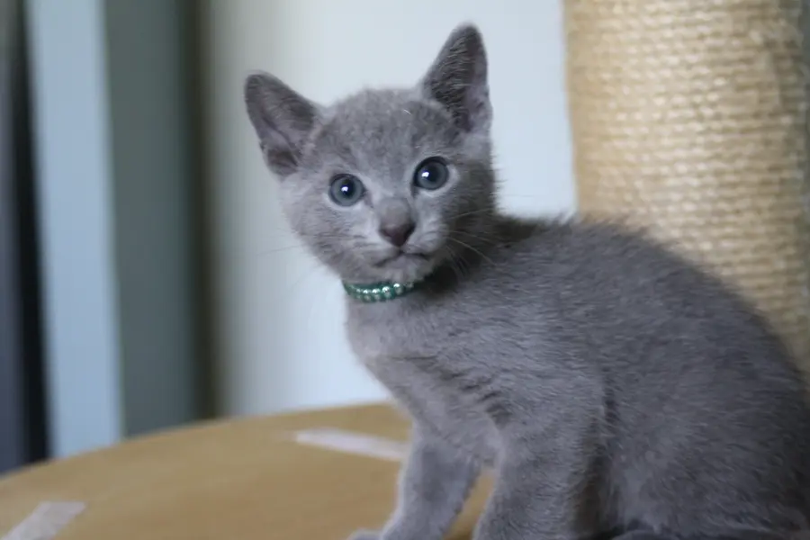 Chaton Bleu Russe Bazile