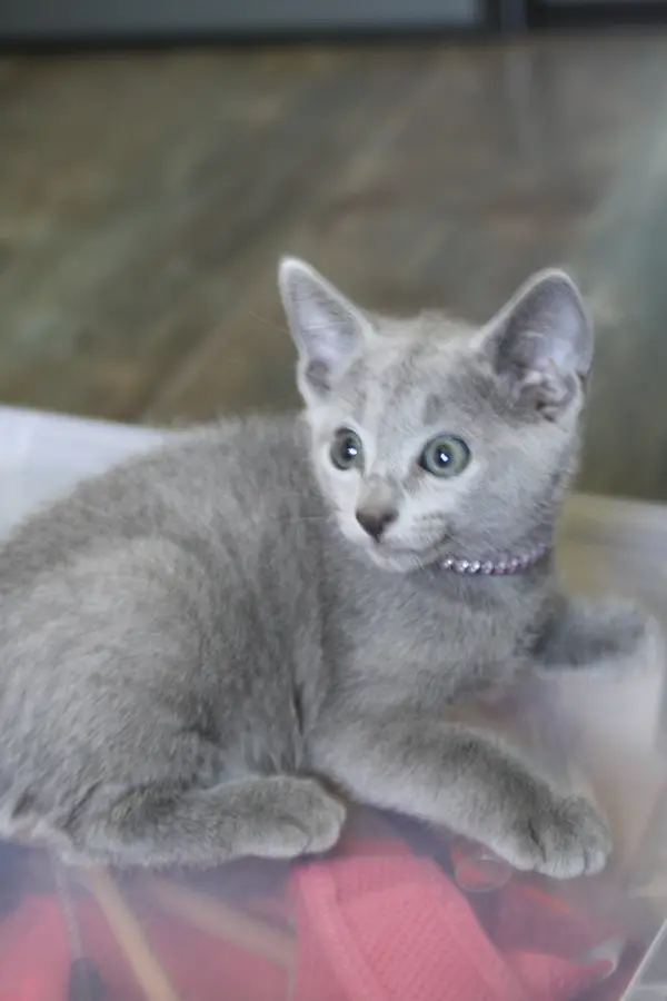 Chaton Bleu Russe Brigitte