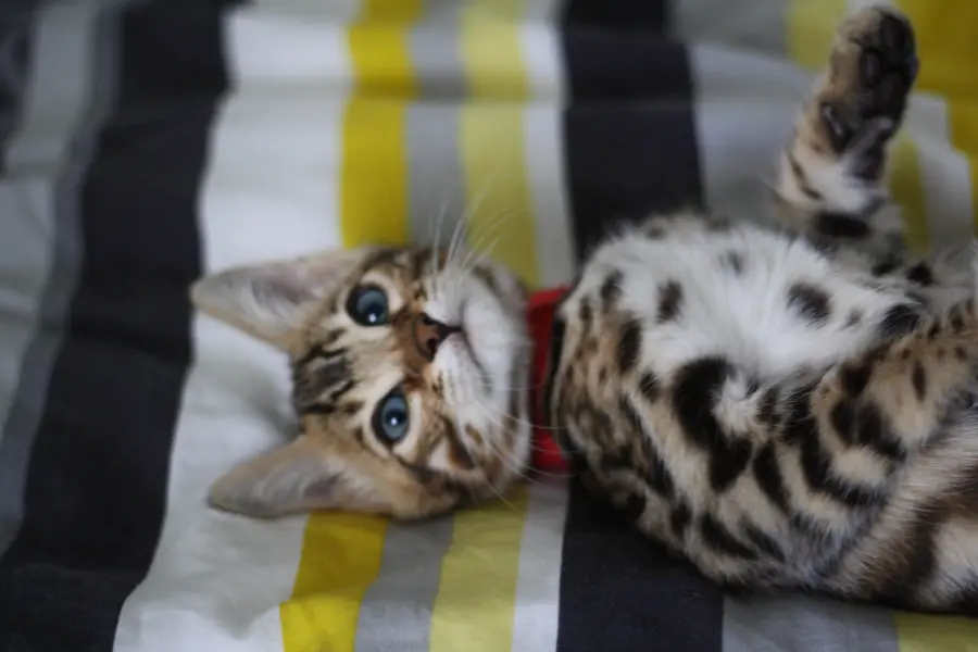 Samba, chaton Bengal 2021