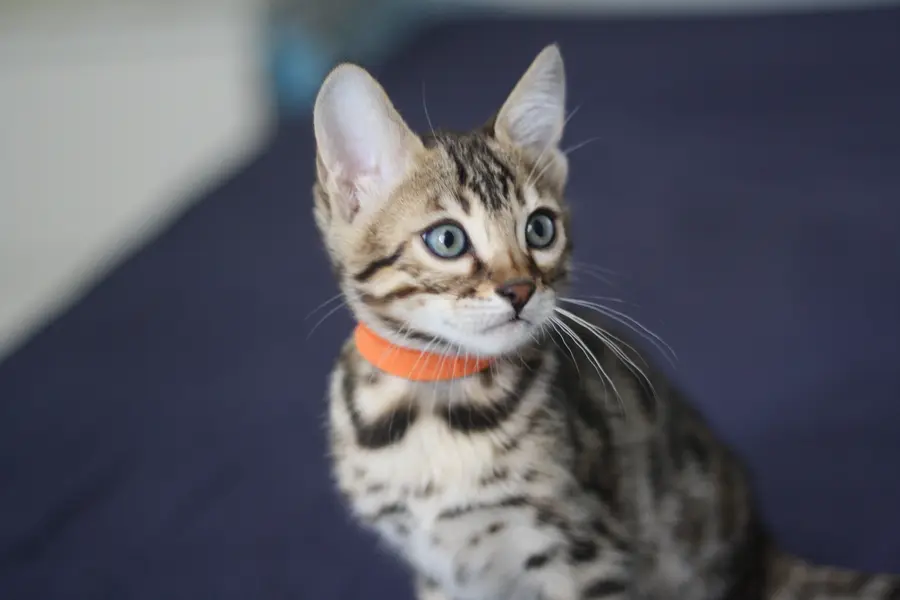Suki, chaton Bengal 2021