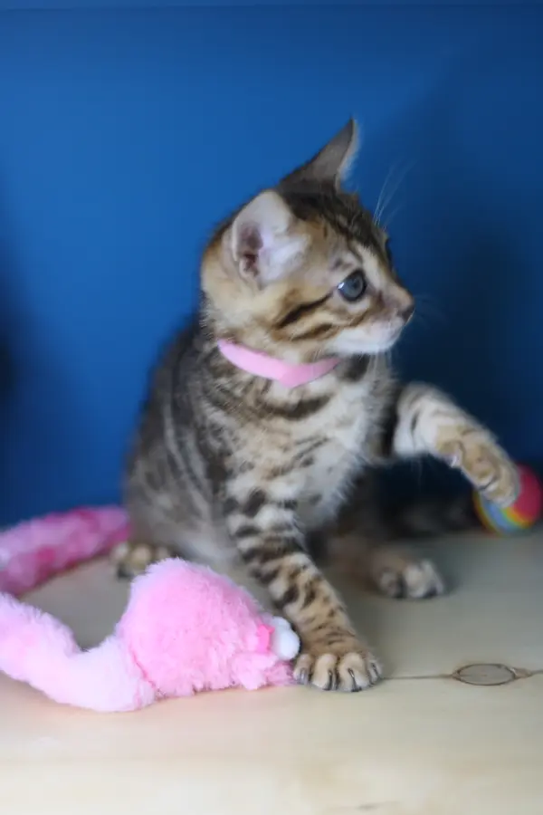 Tahina, chaton Bengal 2022