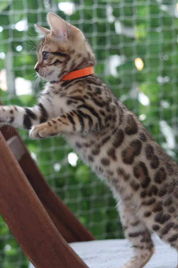 Tamara, chaton Bengal 2022