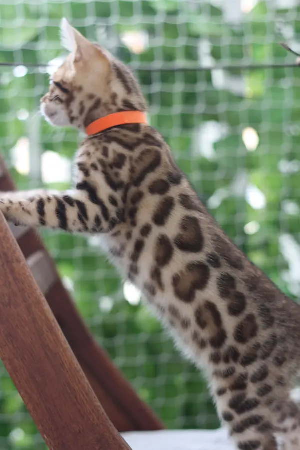 Tamara, chaton Bengal 2022