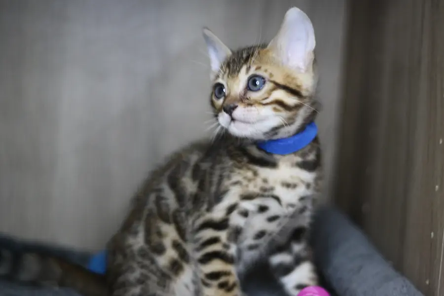 Teddy, chaton Bengal 2022
