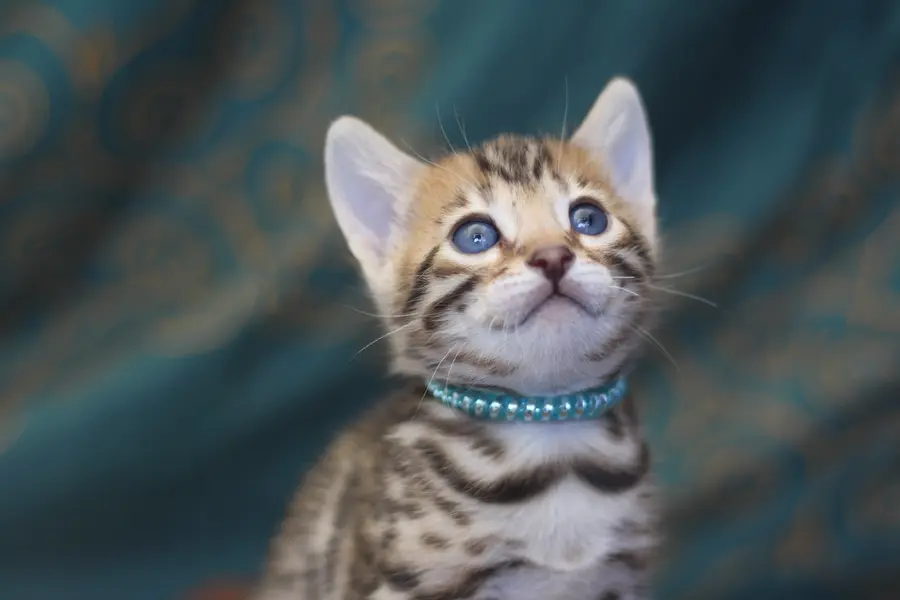 Ugo, chaton Bengal 2023