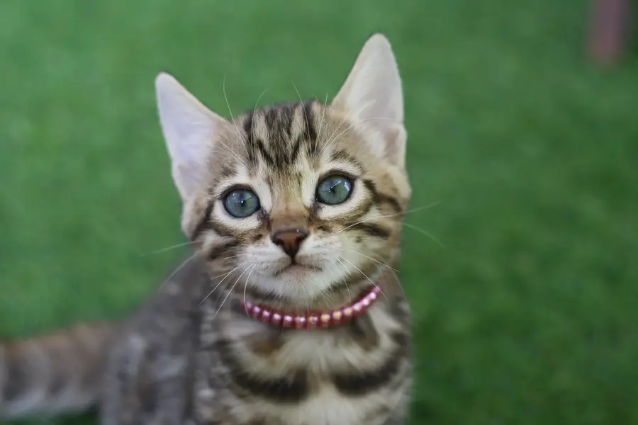 Uma, chaton Bengal 2023