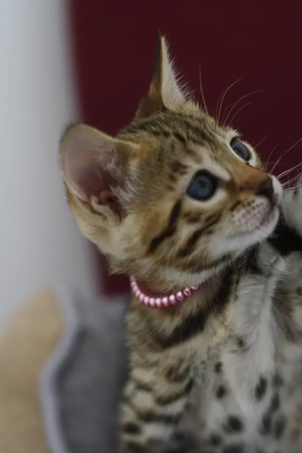 Saba, chaton Bengal 2024