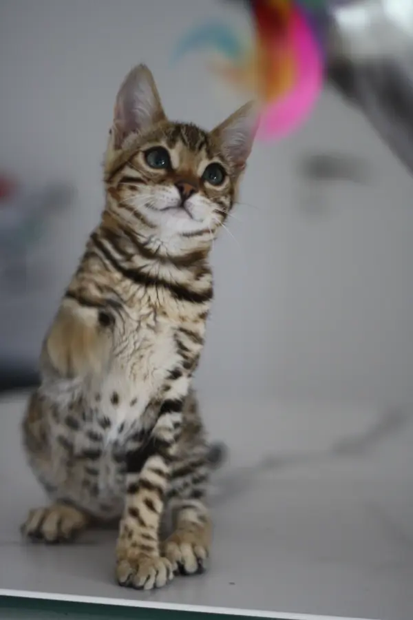 Zeyna, chaton Bengal 2024