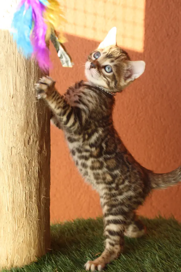 Volt, chaton Bengal 2025
