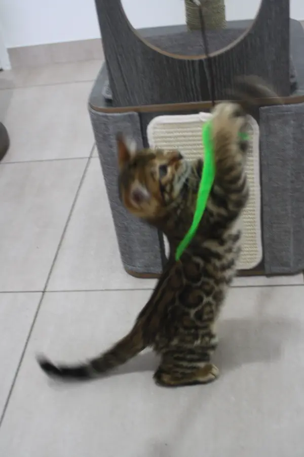 Volt, chaton Bengal 2025