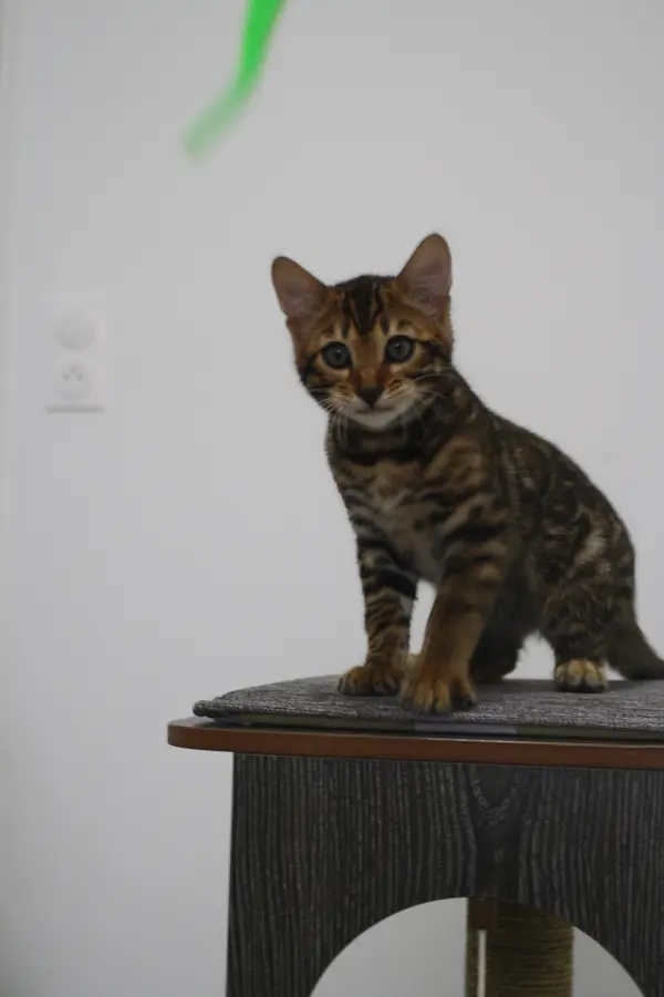 Volt, chaton Bengal 2025