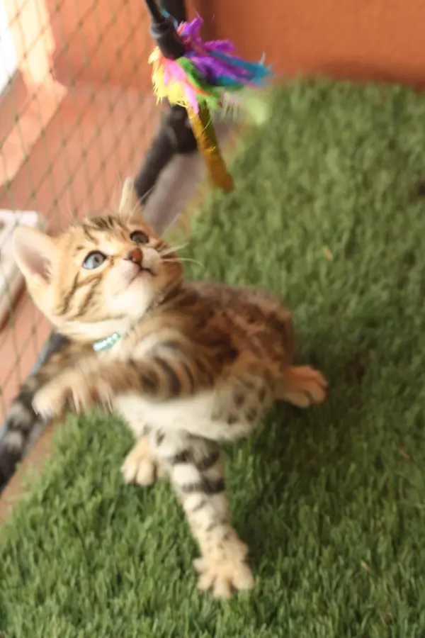 Wario, chaton Bengal 2025