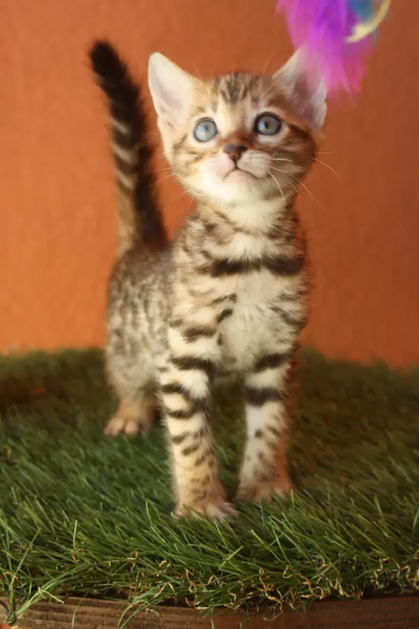 Zelda, chaton Bengal 2025