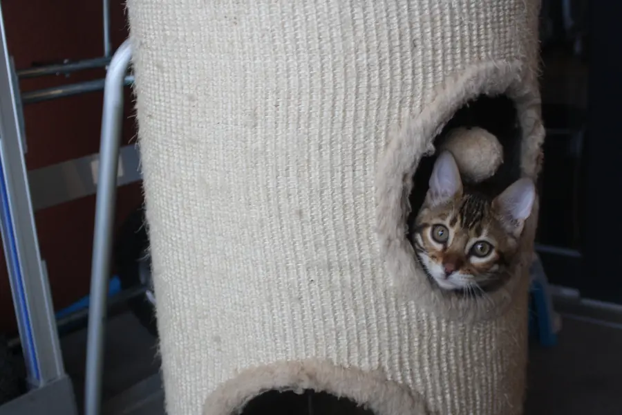 Zia, chaton Bengal 2025