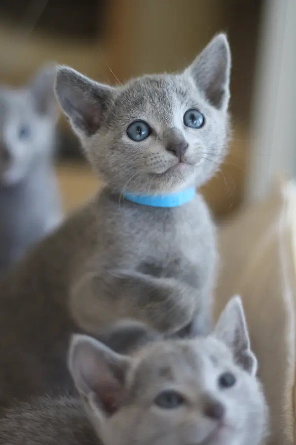Uno, chaton Bleu Russe 2023