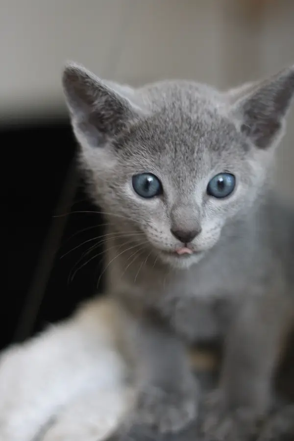 Uno, chaton Bleu Russe 2023