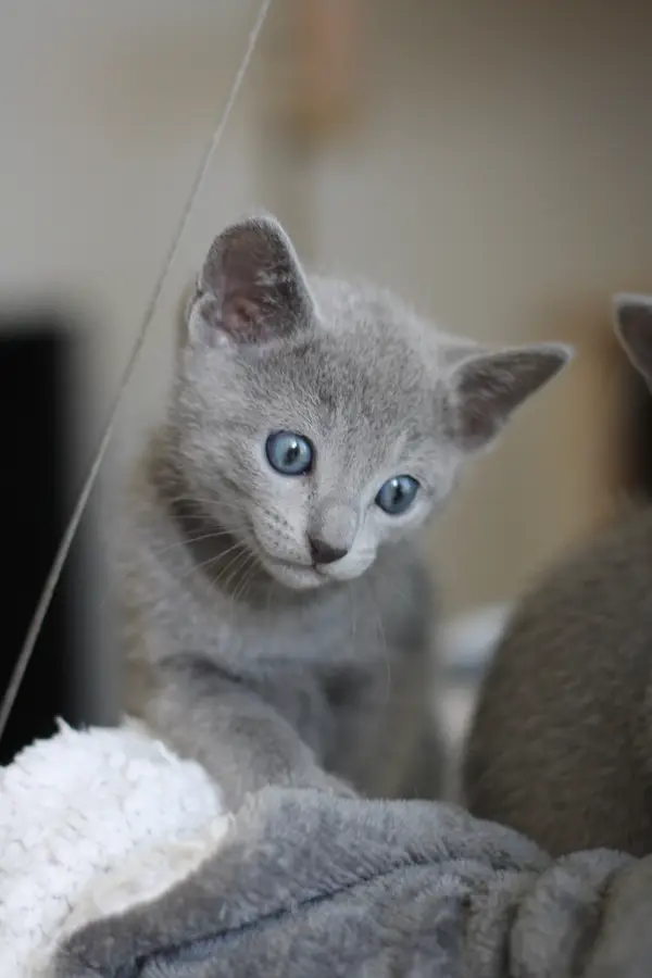 Urus, chaton Bleu Russe 2023